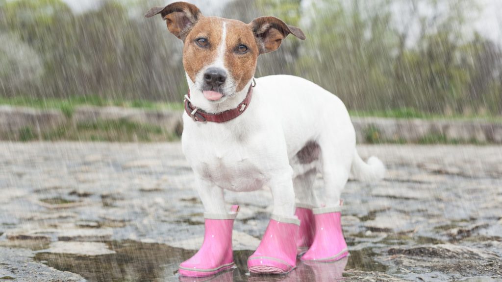 כלבלב בגשם - מתכוננים לסערה